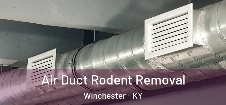  Air Duct Rodent Removal Winchester - KY